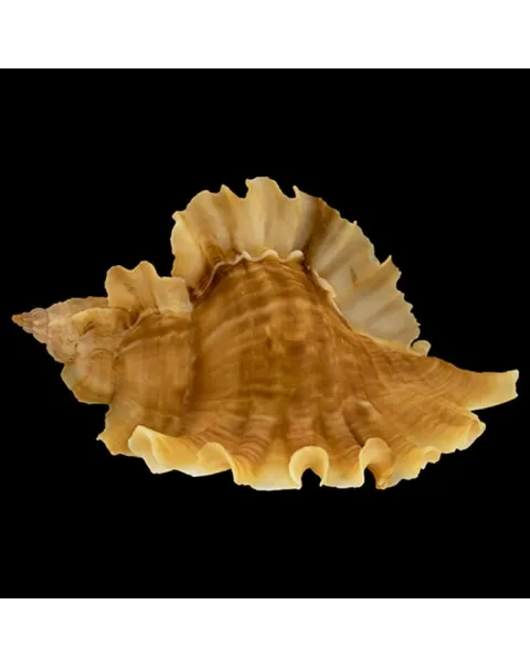 Ceratostoma Burnetti