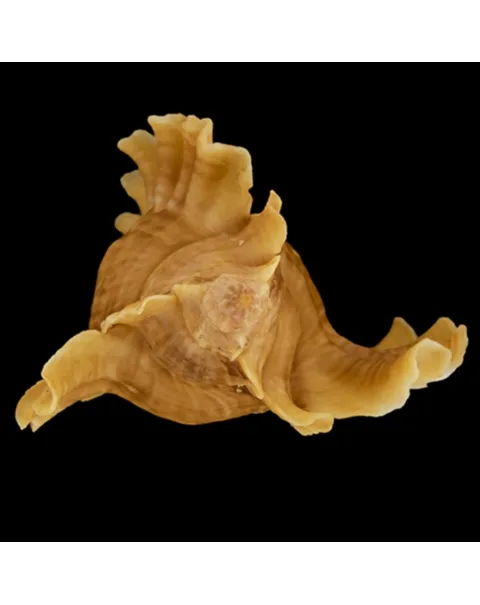 Ceratostoma Burnetti