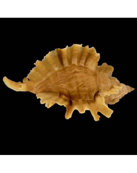 Ceratostoma Burnetti