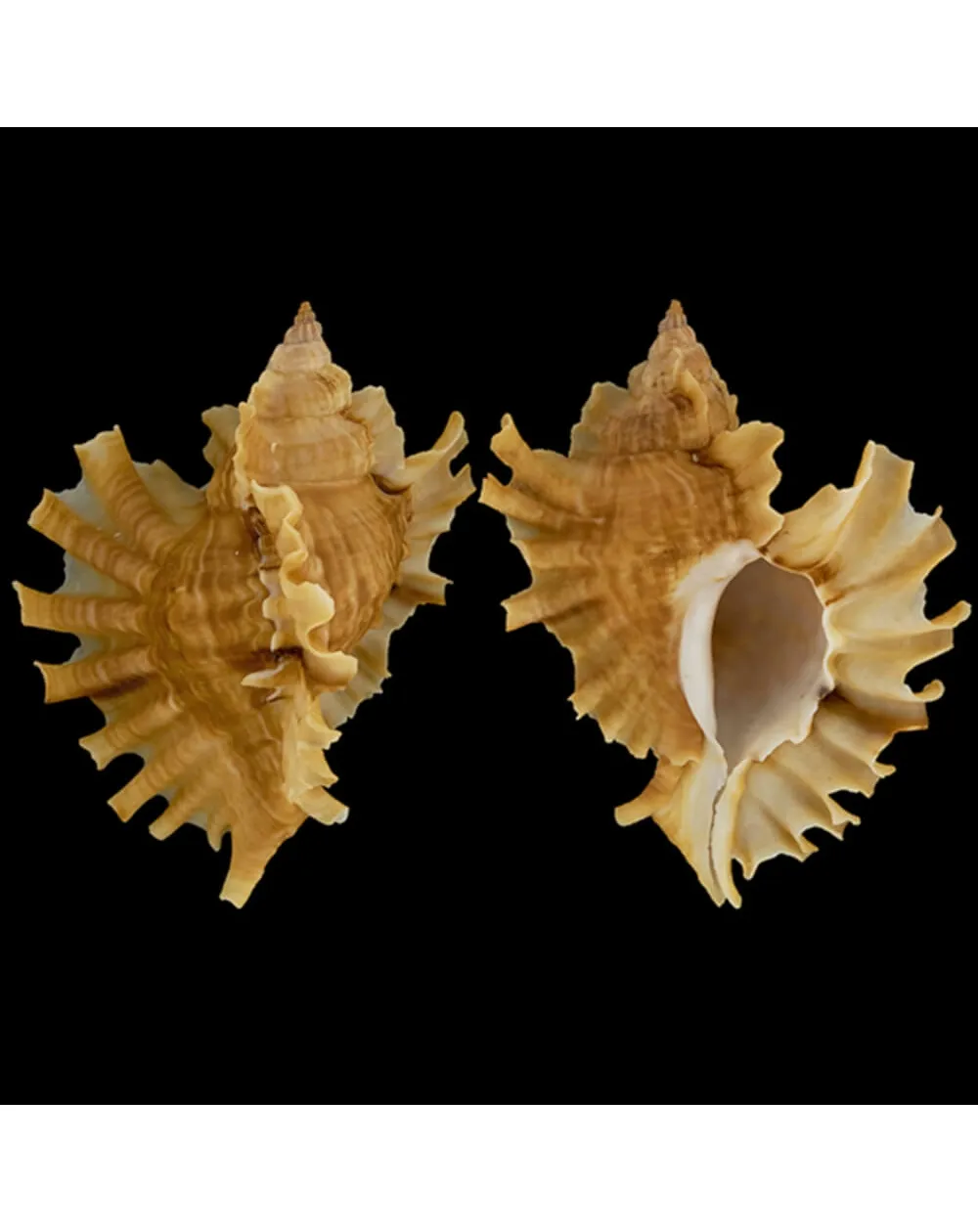 Ceratostoma Burnetti