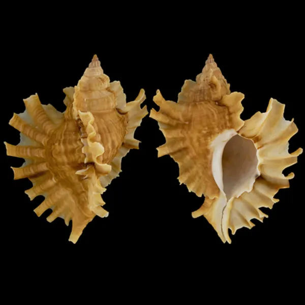 Ceratostoma Burnetti