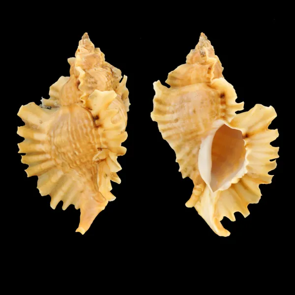 Ceratostoma Burnetti