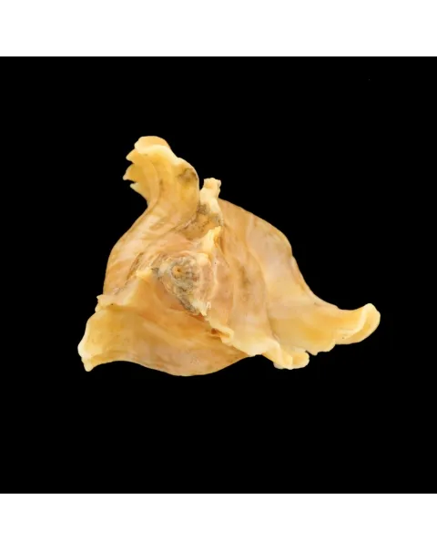 Ceratostoma Burnetti
