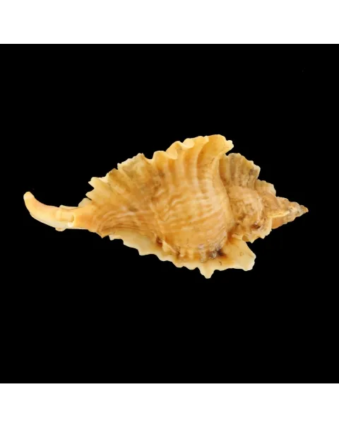 Ceratostoma Burnetti