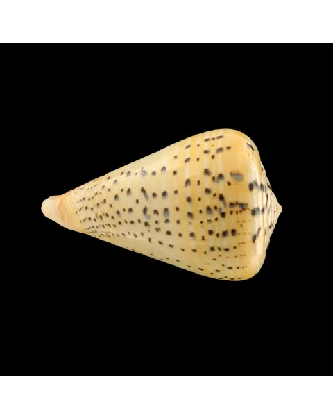 Conus Betulinus