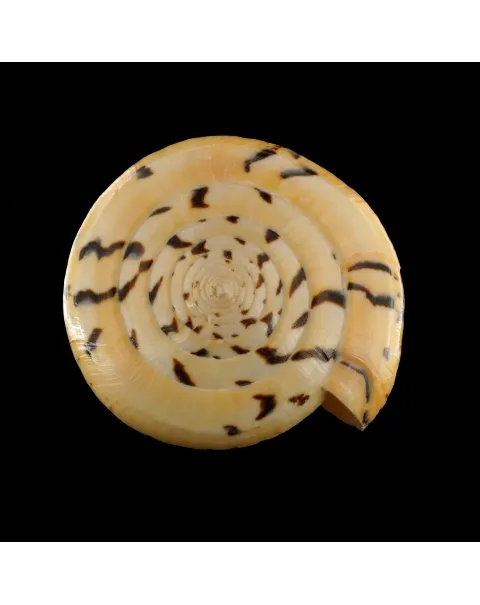 Conus Betulinus