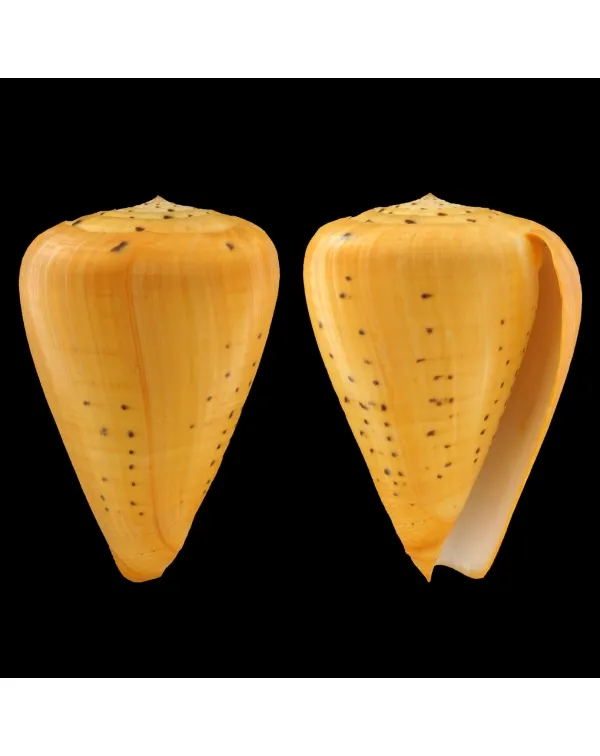 Conus Betulinus
