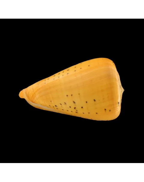 Conus Betulinus