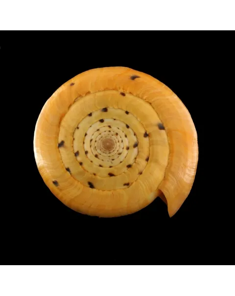 Conus Betulinus