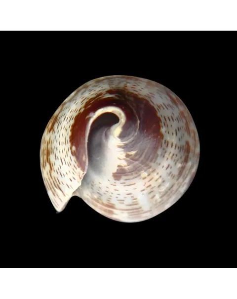 Conus Bocagei