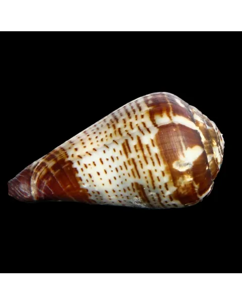 Conus Bocagei