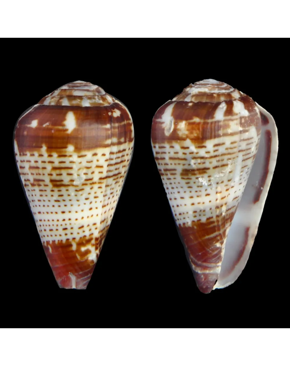 Conus Bocagei