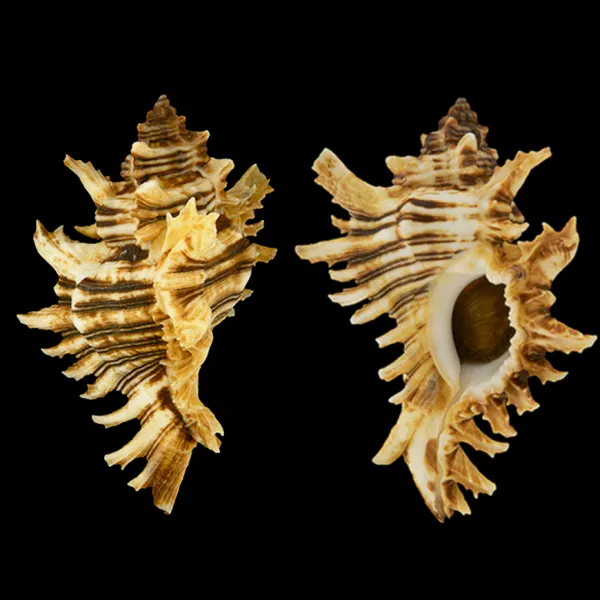 Chicoreus Brevifrons