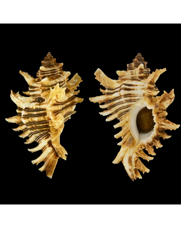 Chicoreus Brevifrons