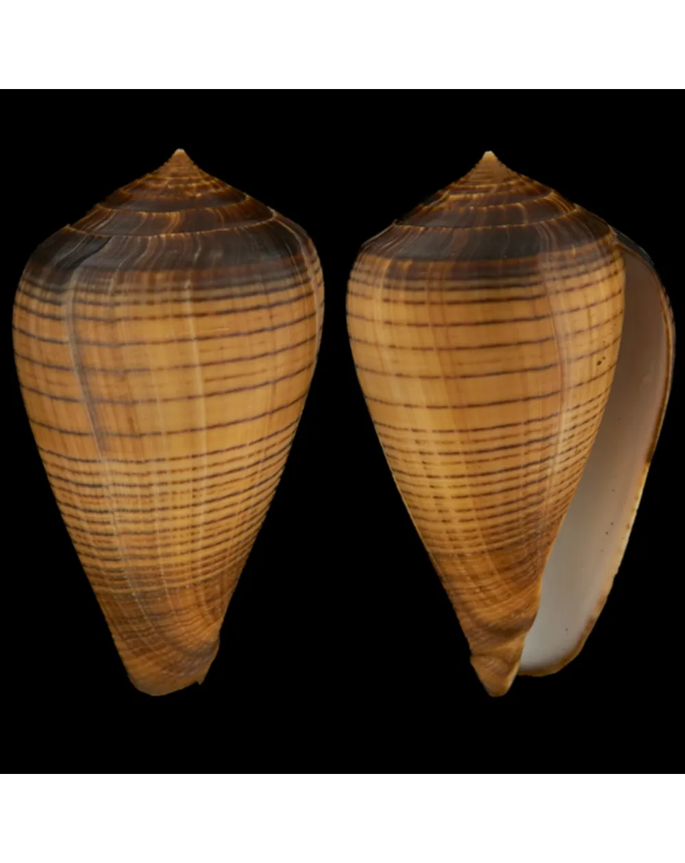 Conus Betulinus