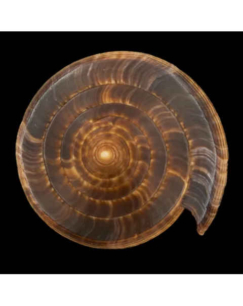 Conus Betulinus