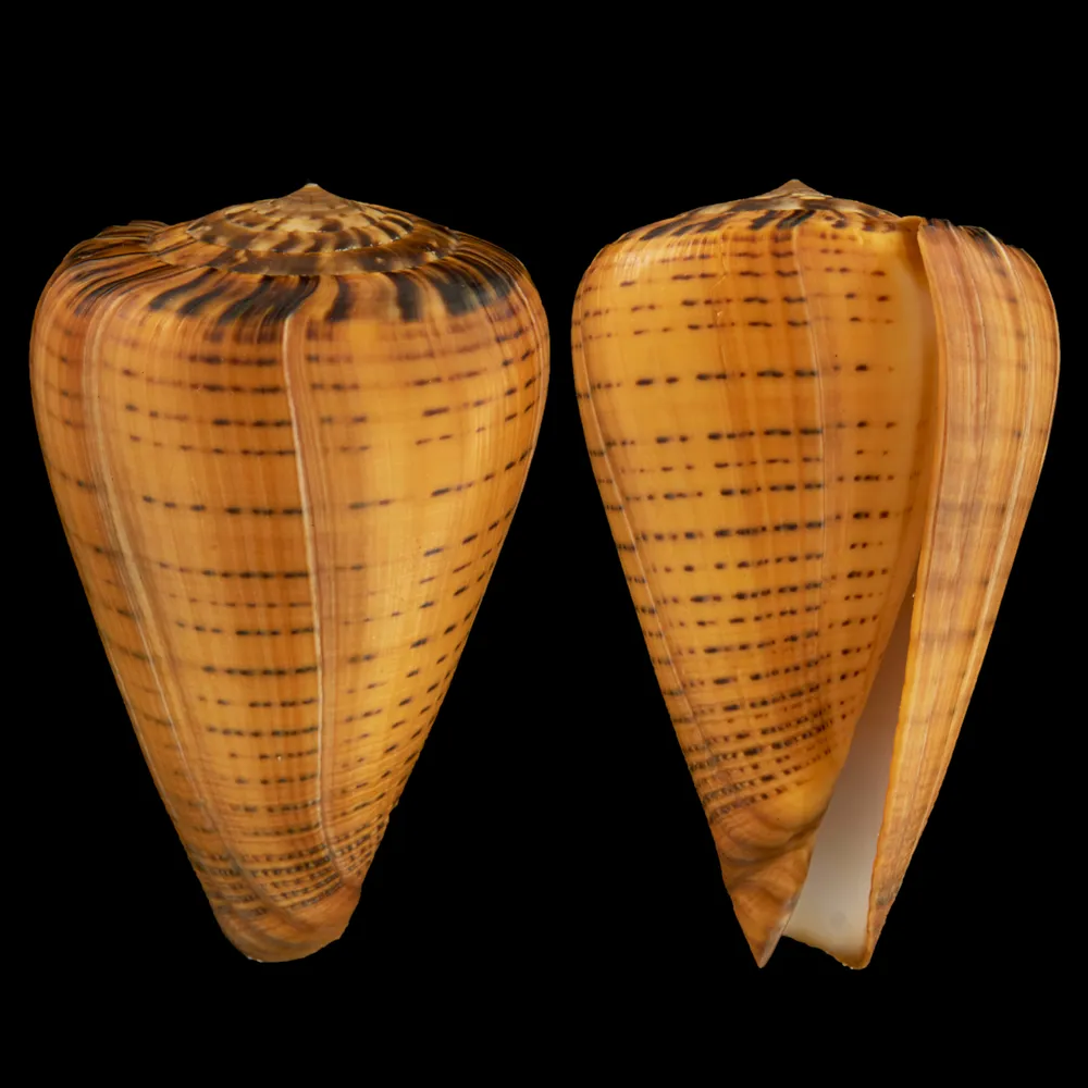 Conus Betulinus