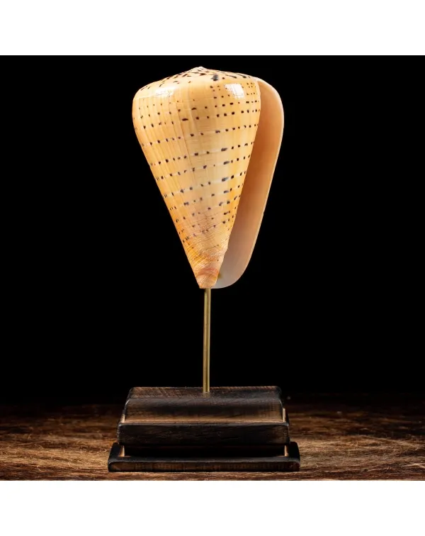 Conus Betulinus