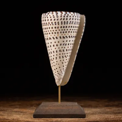 Conus Bandadus