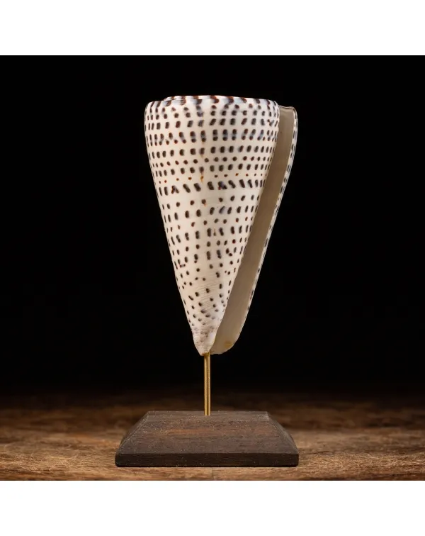 Conus Bandadus