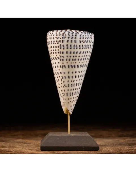 Conus Bandadus