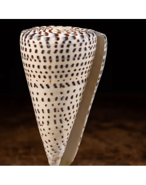 Conus Bandadus