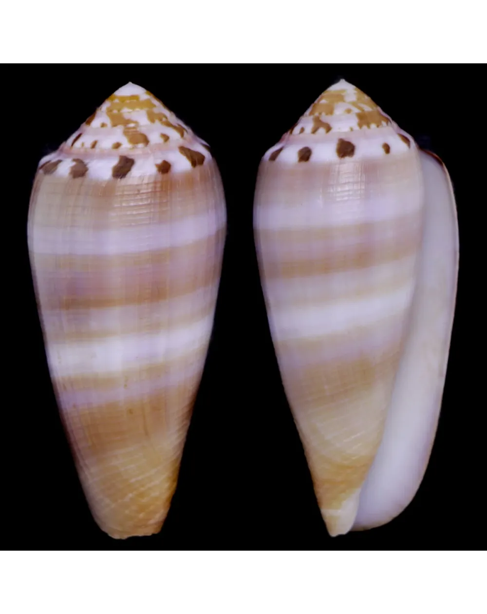 Conus Circumcisus f. Brazieri