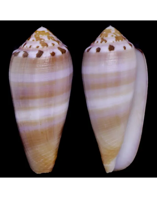 Conus Circumcisus f. Brazieri