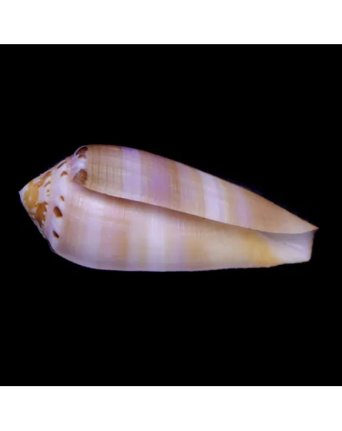 Conus Circumcisus f. Brazieri