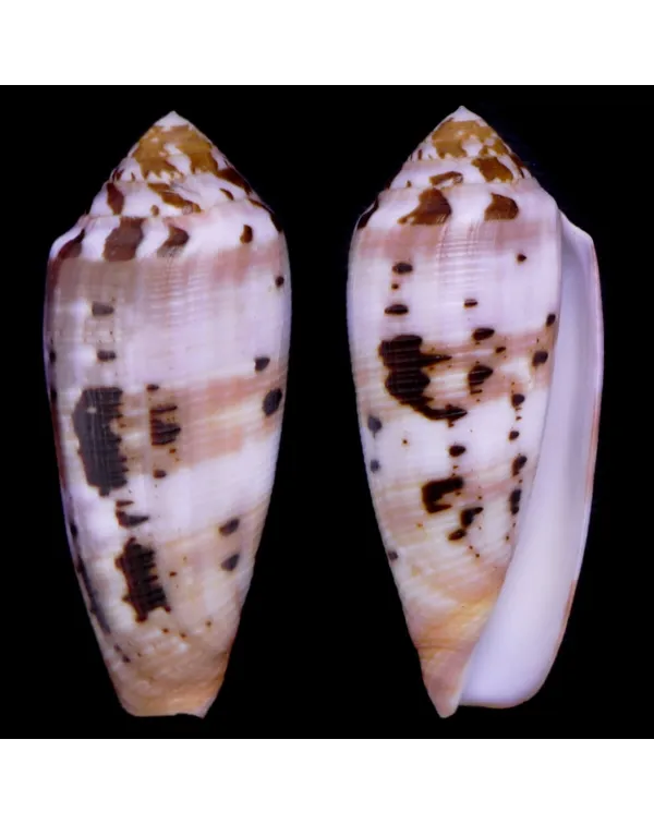 Conus Circumcisus