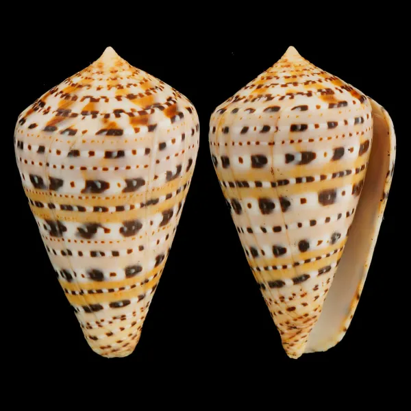 Conus Genuanus