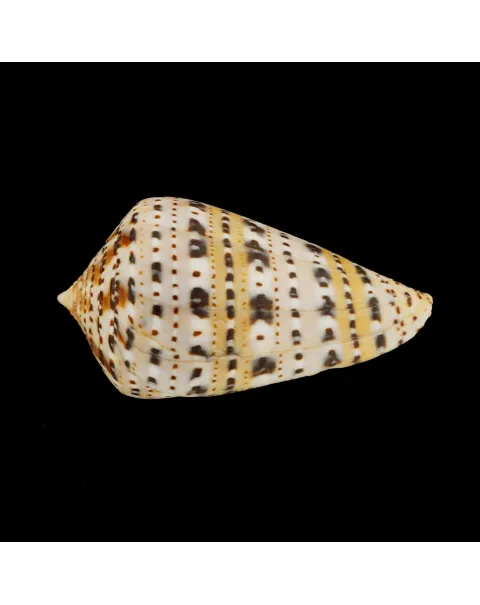 Conus Genuanus