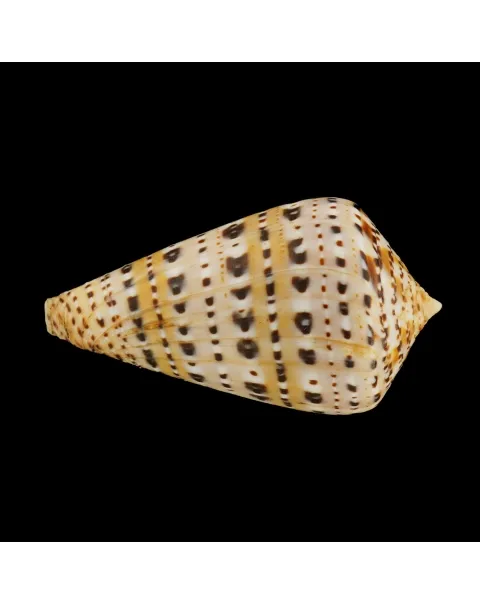 Conus Genuanus