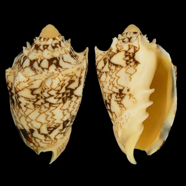 Cymbiola Chrysostoma