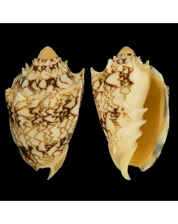 Cymbiola Chrysostoma