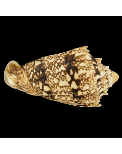 Cymbiola Chrysostoma