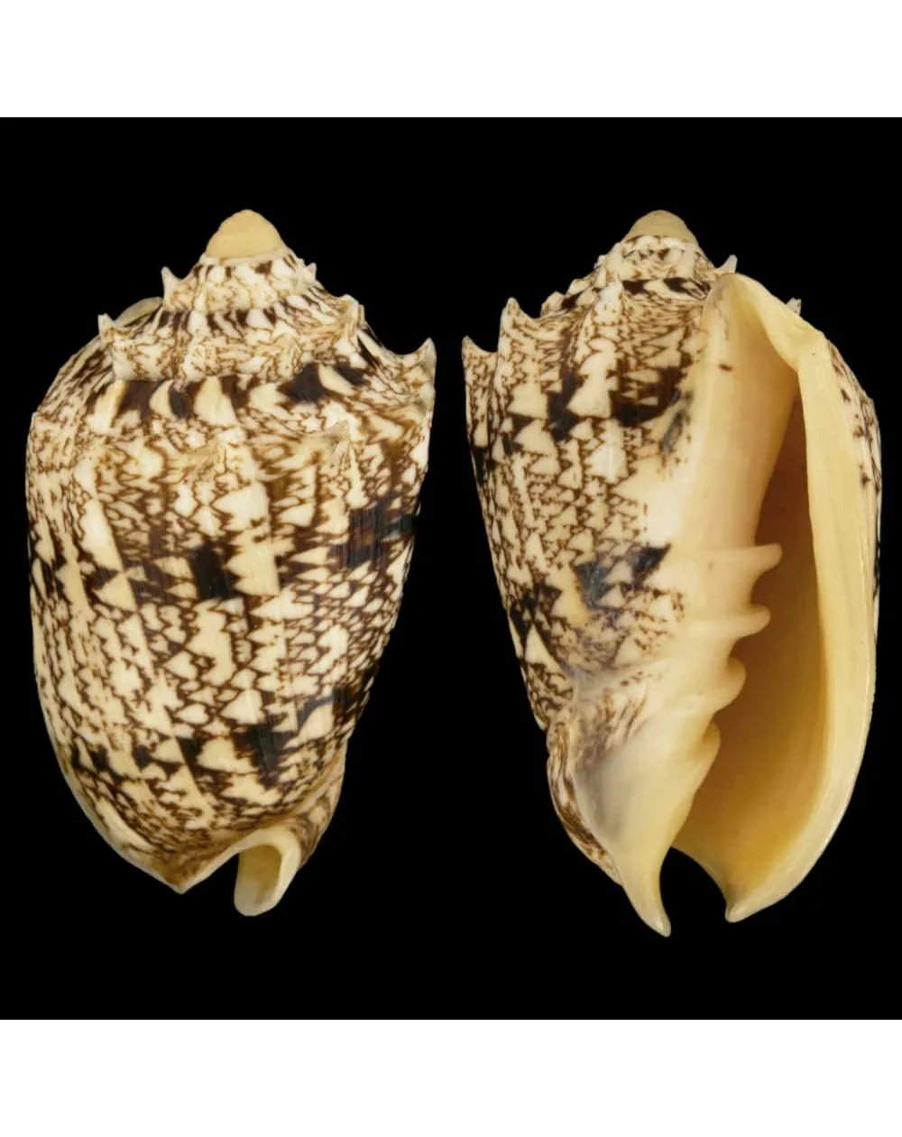 Cymbiola Chrysostoma