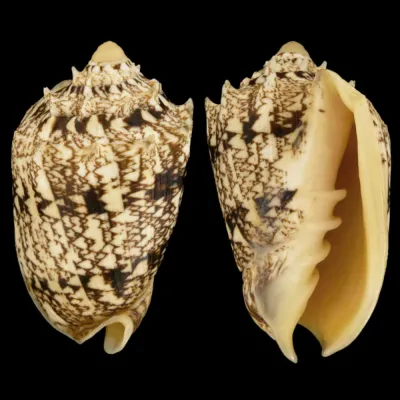 Cymbiola Chrysostoma