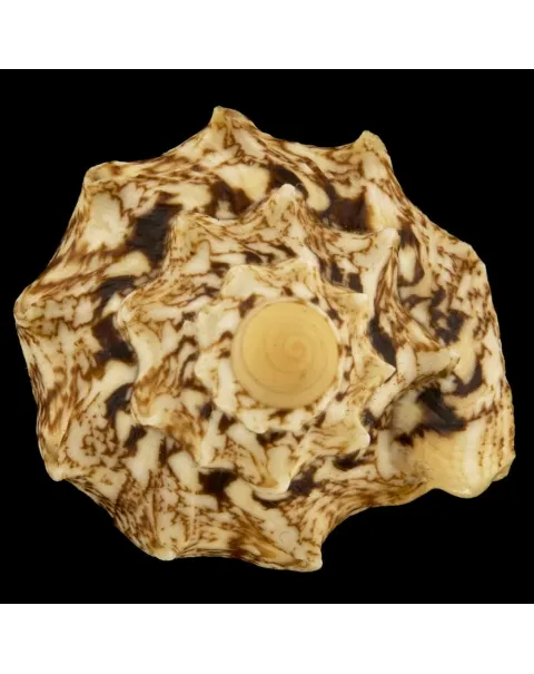 Cymbiola Chrysostoma