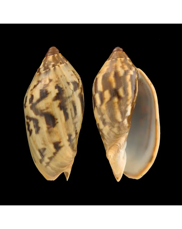 Cymbiola Cathcartiae