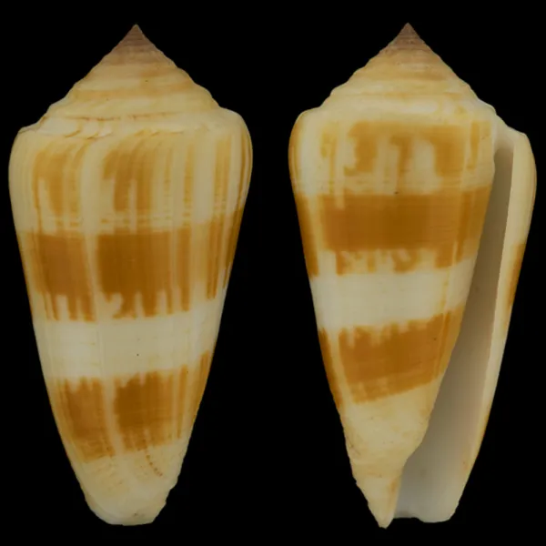 Conus Consors