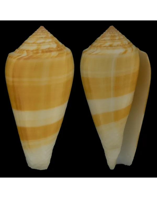 Conus Consors