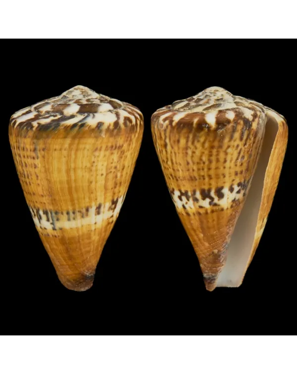 Conus Capitaneus