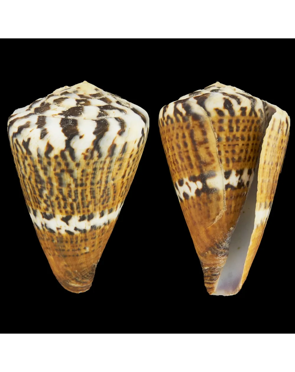 Conus Capitaneus