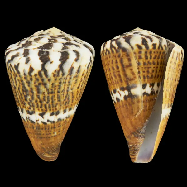 Conus Capitaneus