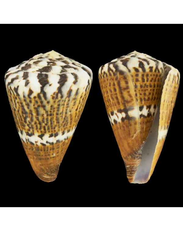 Conus Capitaneus