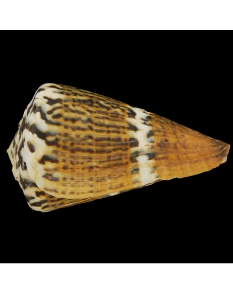 Conus Capitaneus