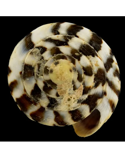 Conus Capitaneus