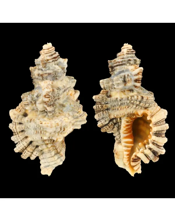 Monoplex Nicobaricus
