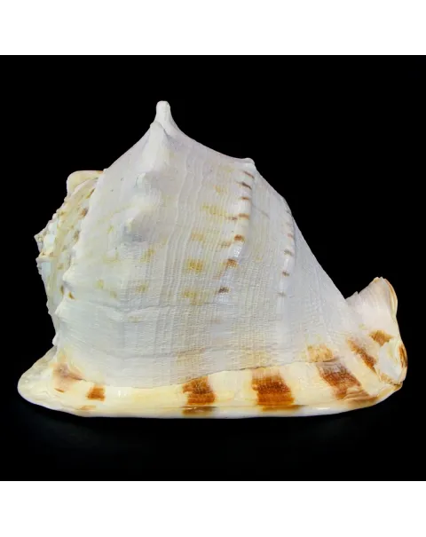 Cassis Cornuta XL